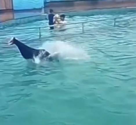 Mubarik跳進泳池約10秒鐘後,他的身體便緩緩漂浮到池面上、一動不動。(X)