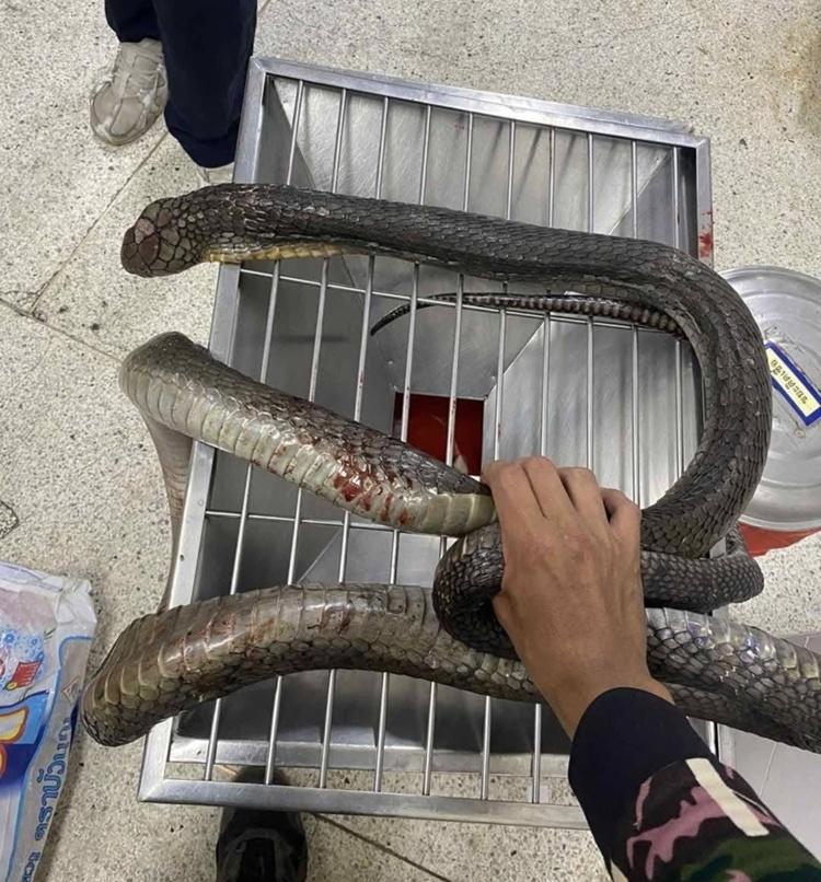 婦人與親戚合力將這條毒蛇擊斃。事後隨即帶著蛇屍衝去醫院,讓醫生識別蛇種,對症下藥。(FB)