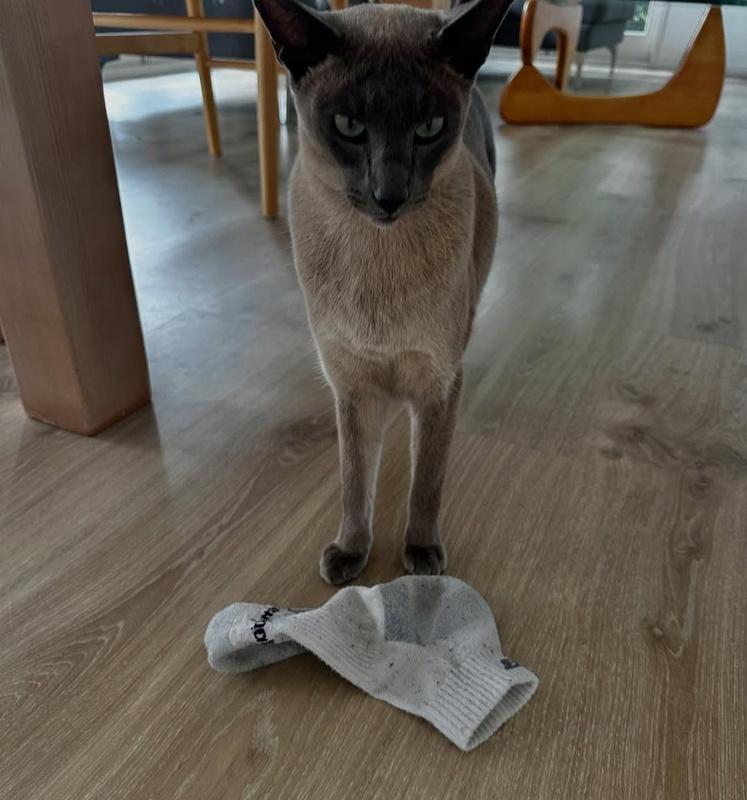 Helen North表示,牠已經成為「偷竊慣犯」,牠每天出門偷衣服。(IG)