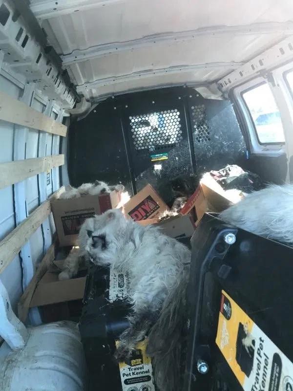 106隻雖活著但極度虛弱,28隻已經死亡。(FB)