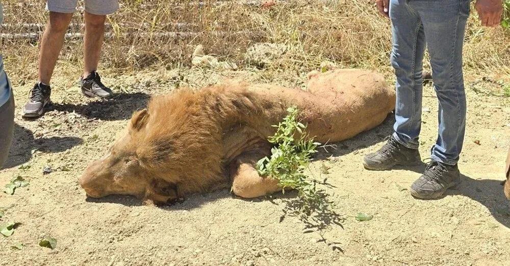 傷人獅子最終被擊斃。(X)