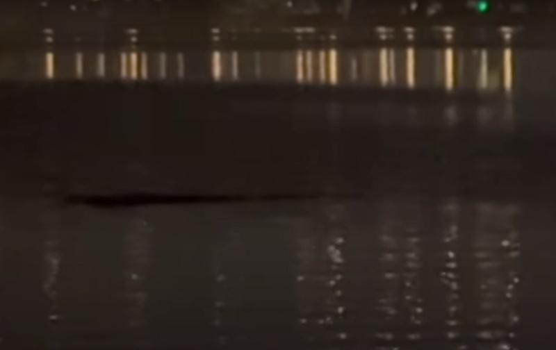 網民推測可能是水獺、鱷魚或蟒蛇。目前尚不清楚水中的不明黑影是甚麼生物。(YouTube)