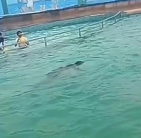 Mubarik跳進泳池約10秒鐘後,他的身體便緩緩漂浮到池面上、一動不動。(X)