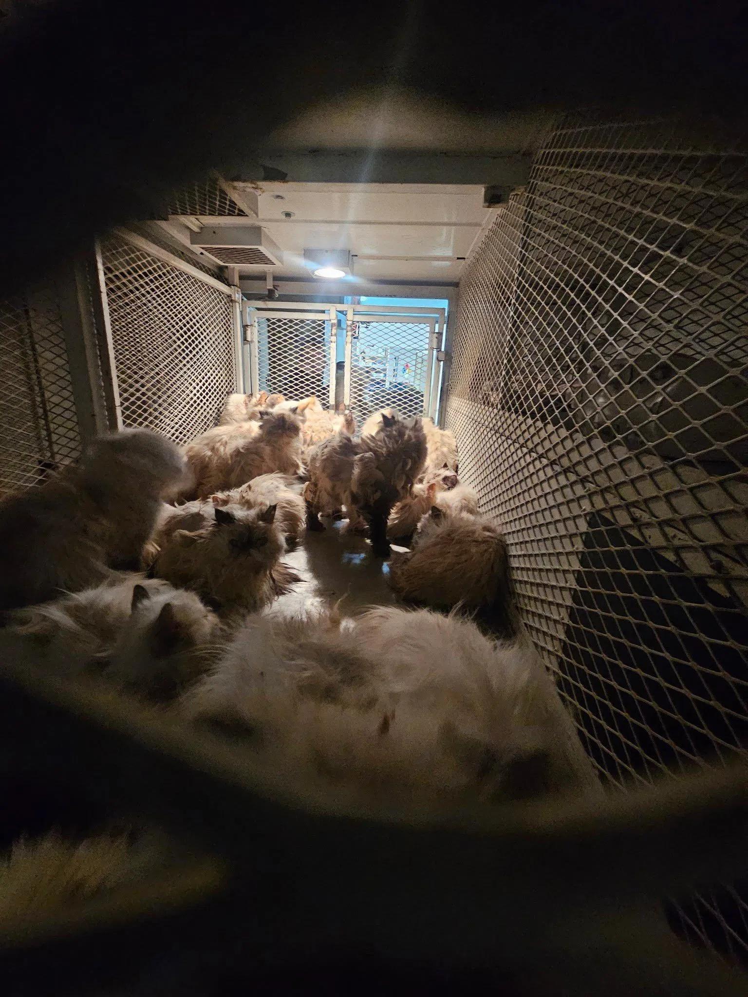 106隻雖活著但極度虛弱,28隻已經死亡。(FB)