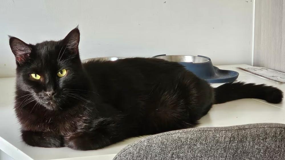 Natasha飼養的貓咪其實叫做「Mauser」,並在家中安然無恙,未曾失蹤。(X)