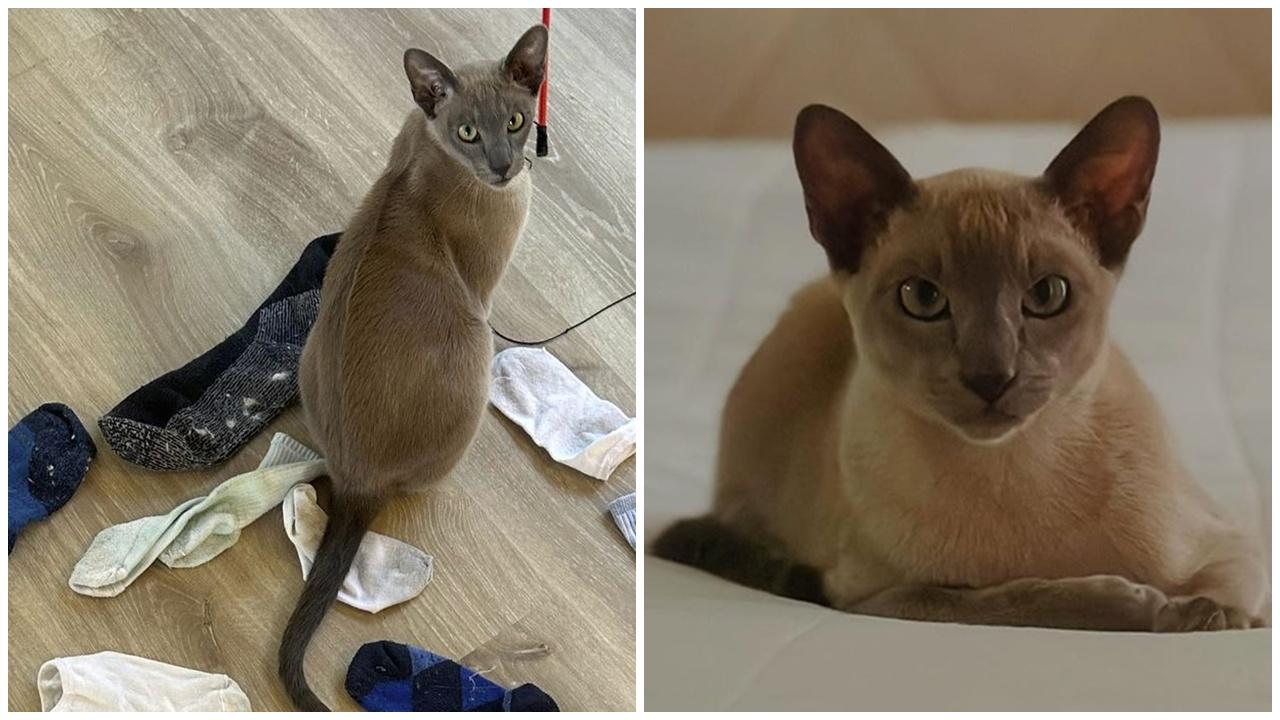 貓咪盜竊成癮150件衣物藏家,飼主崩潰網上尋物主。(IG)