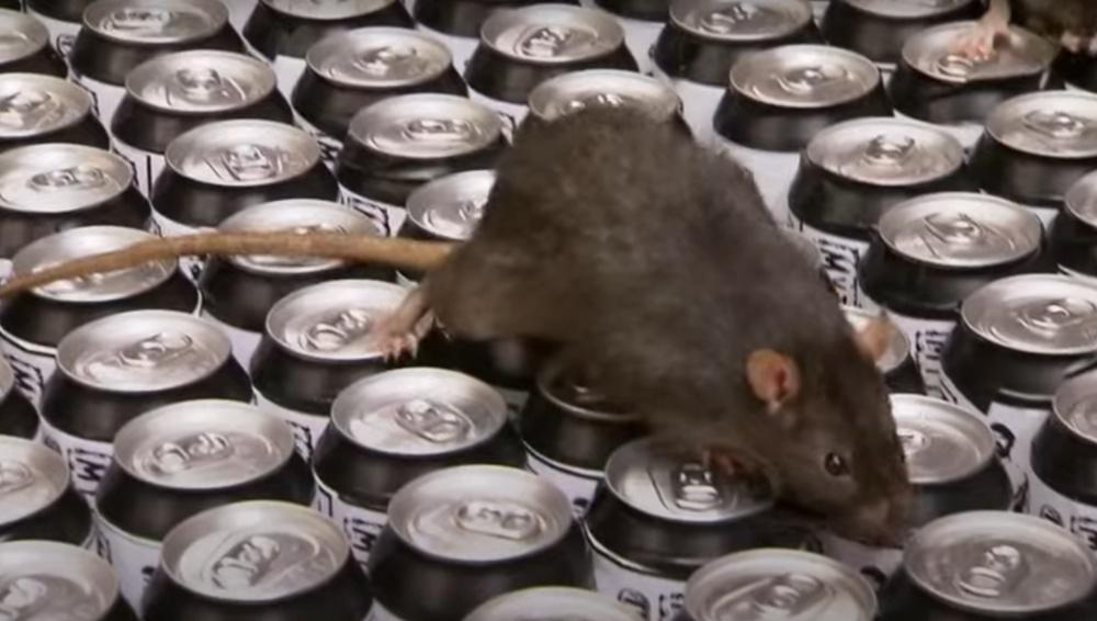 醫師研判,感染原因與登山途中購買罐裝飲料,但未清洗表面即飲有關。(網上圖片)