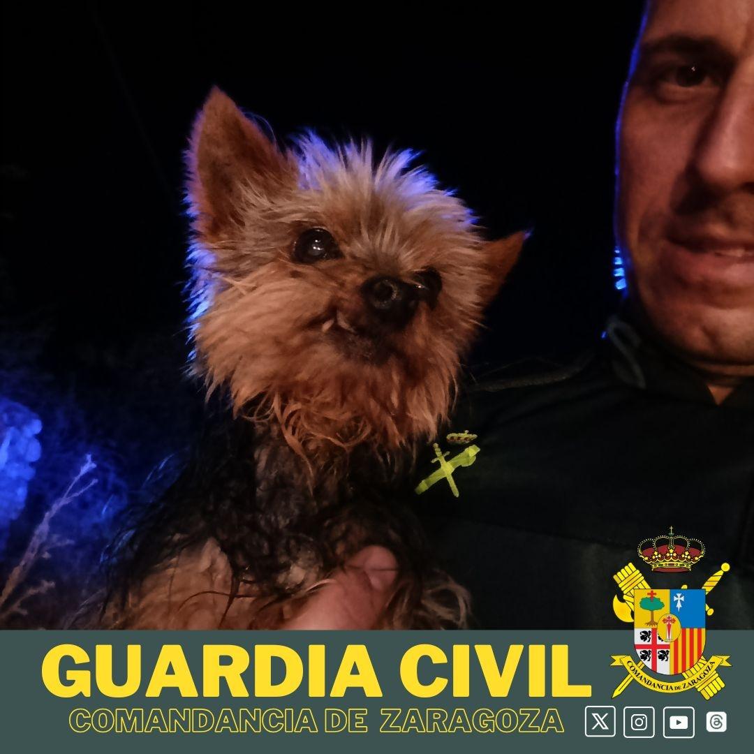 Lucas獲讚是名副其實的「四腳英雄」。(X)