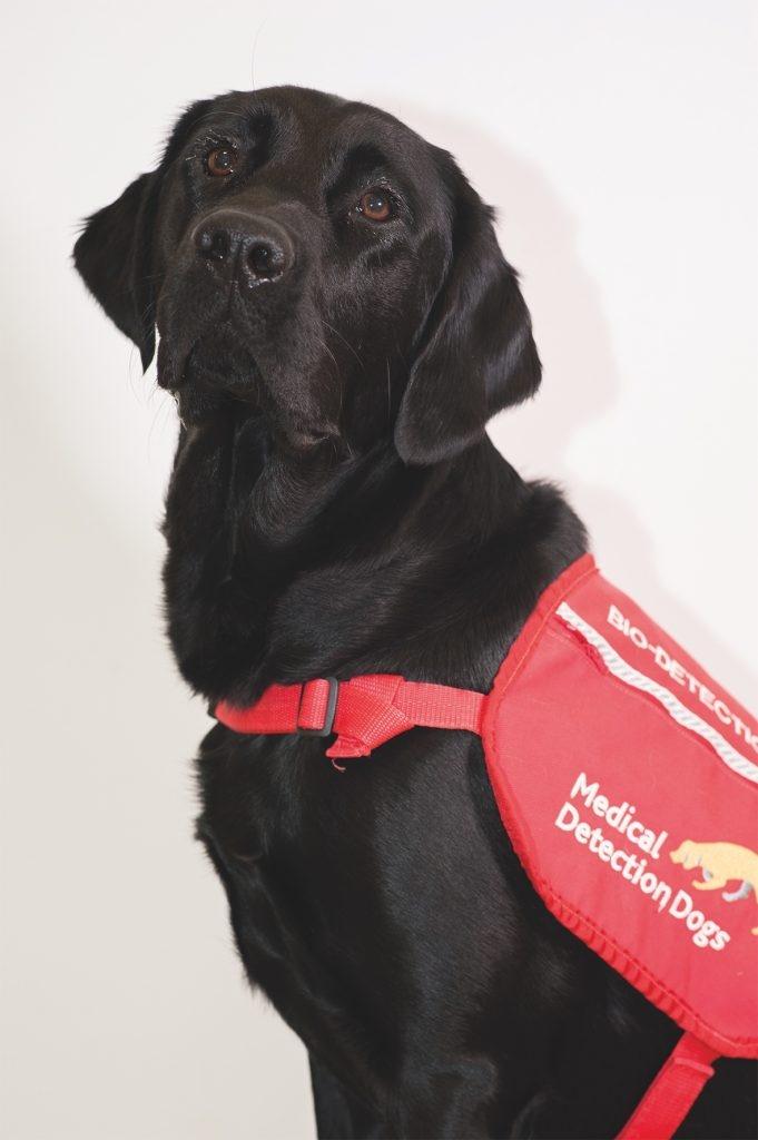 狗狗協助科學家找出帕金遜症的生物標記。(Peanut。X)