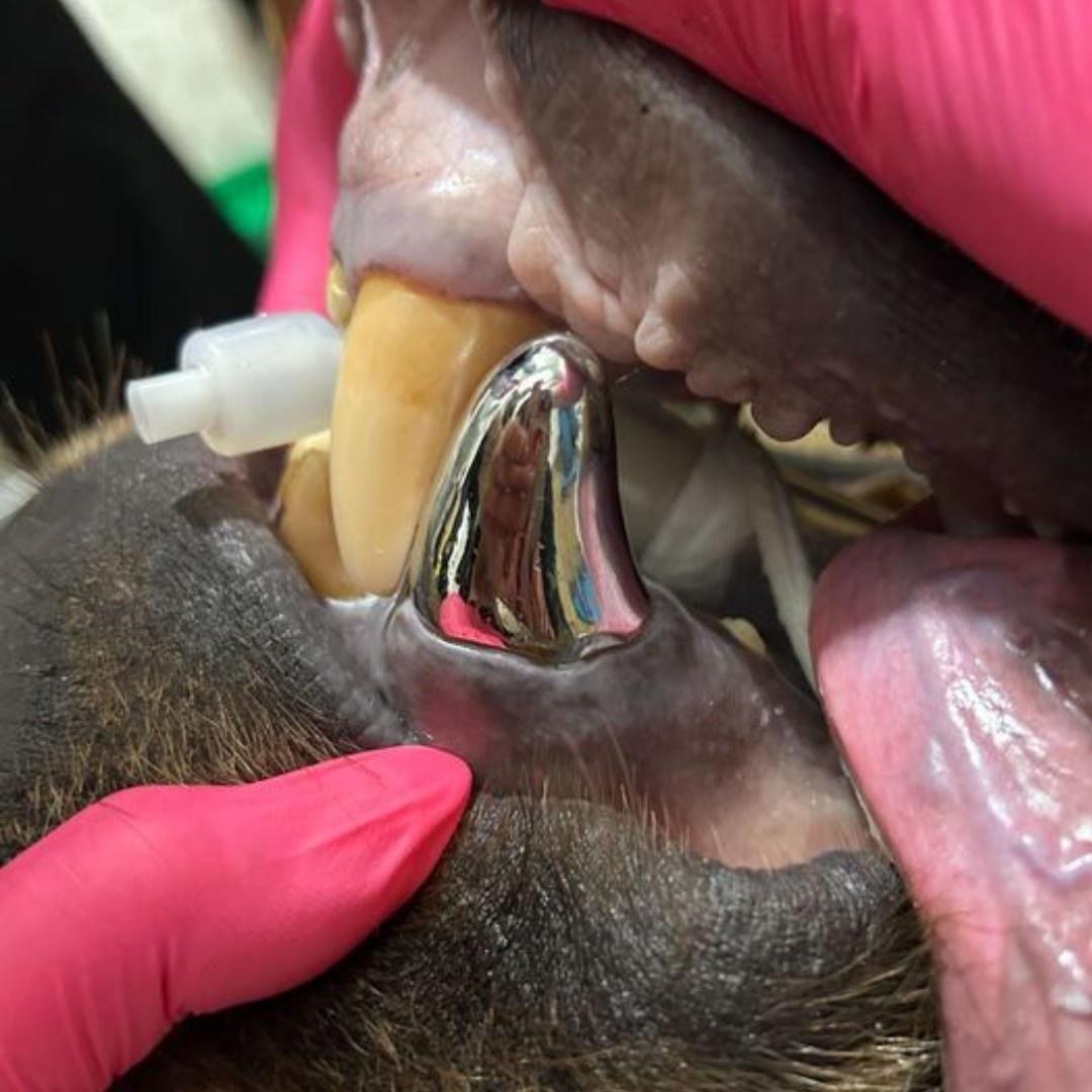 動物園指出,牙套尺寸刷新了世界記錄。(FB)