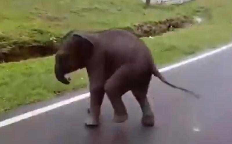 小象情急之下就上前求助,不停轉圈焦急徘徊的超萌畫面在網上爆紅。(X)