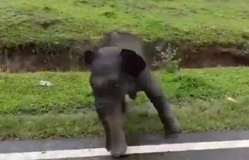 小象情急之下就上前求助,不停轉圈焦急徘徊的超萌畫面在網上爆紅。(X)