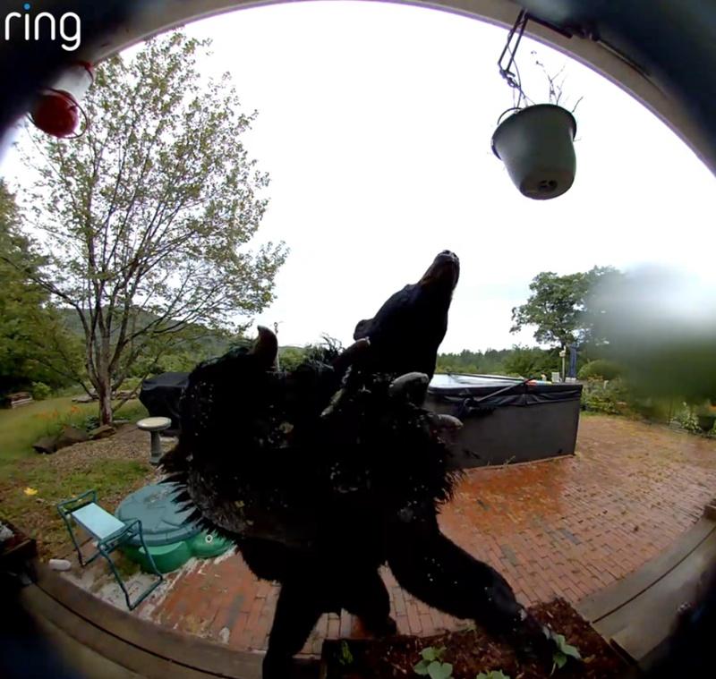 牠先是用鼻子嗅了嗅花圃、門鈴,接著站起身來一爪誤觸門鈴。(FB)