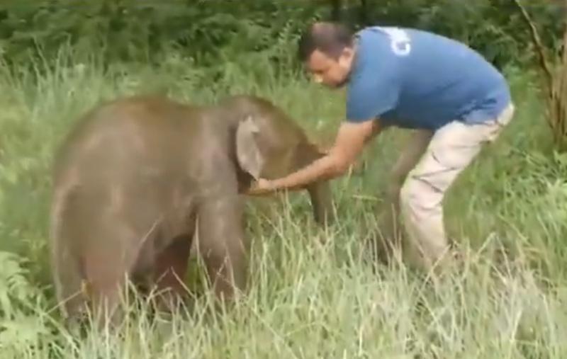 救援人員不忘在小象身上塗上大象糞便,以掩蓋人類留下的味道。(X)