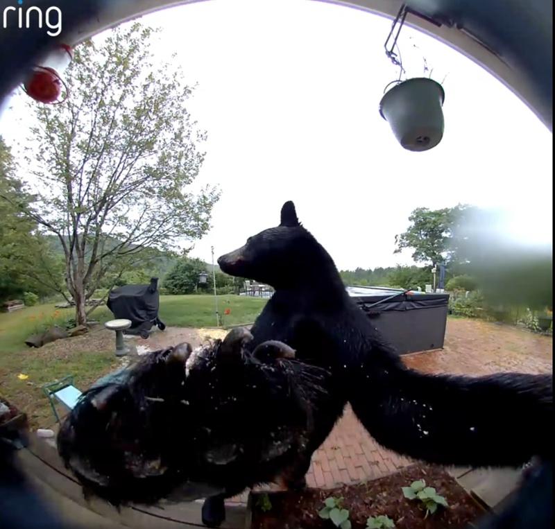 鈴聲讓黑熊愣了一下,向後退了一步。(FB)