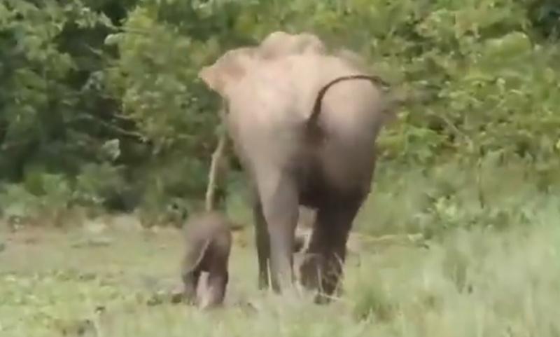 救援人員目睹小象一家團圓格外感動。(X)