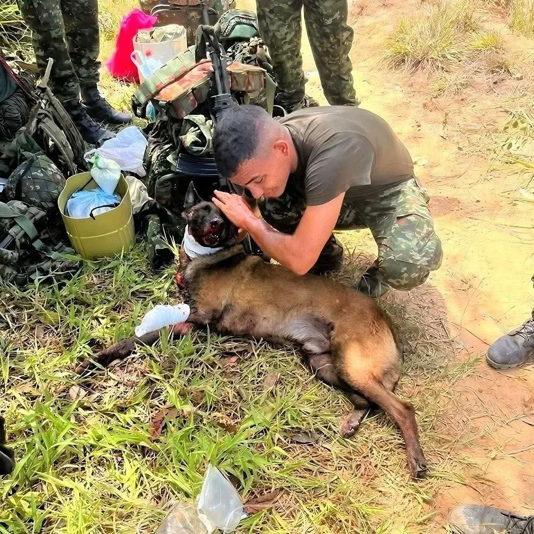 軍方說法,Sanson忍著傷痛,堅持爬回領犬員身邊以回應指令。(X)