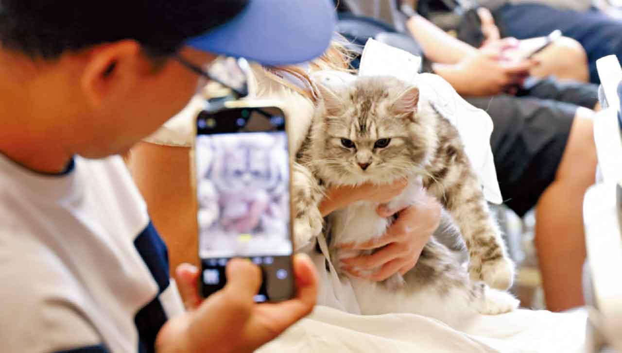 貓