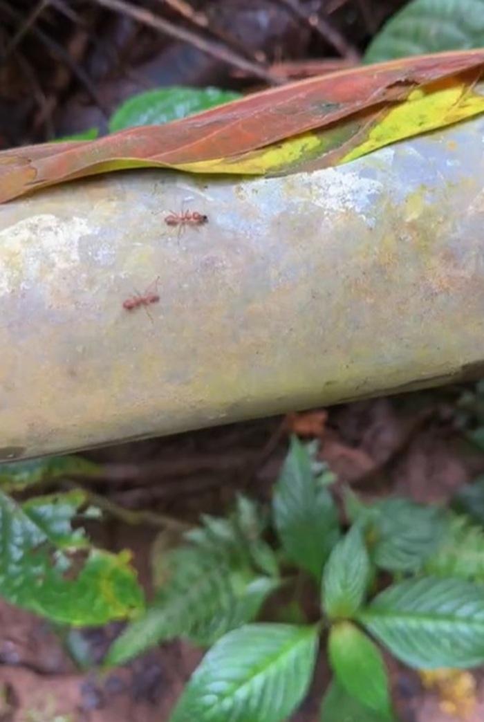 張馨予影住兩隻螞蟻。