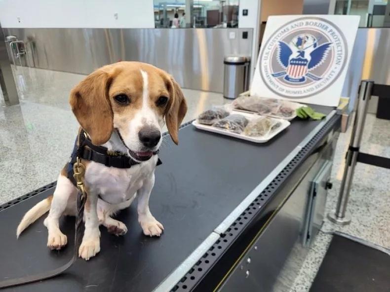 來自南韓旅客帶血淋淋生肉闖關 遭美國檢疫犬揭發