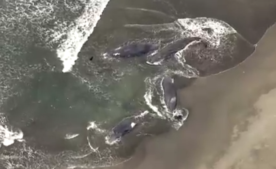 俄羅斯地震|日本海嘯4頭鯨魚沖上岸片瘋傳,警方澄清早已擱淺。(互聯網)