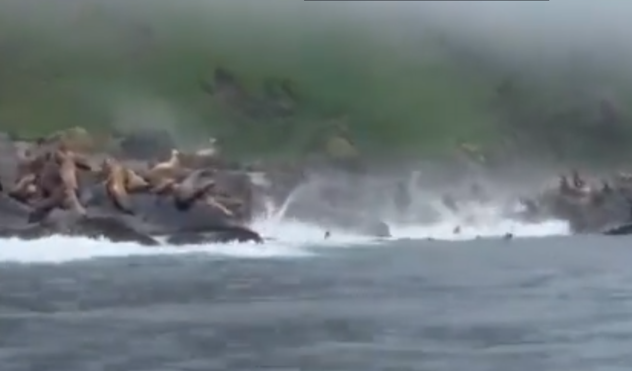 俄羅斯地震|8.8級地震山崩大石滾落 岸邊海獅嚇破膽集體跳海(有片)