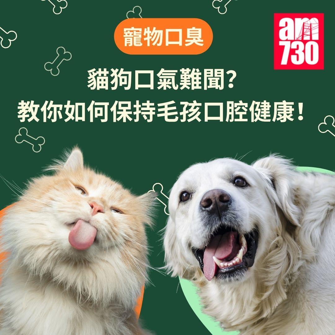 寵物口臭|貓狗口氣難聞? 教你如何保持毛孩口腔健康!