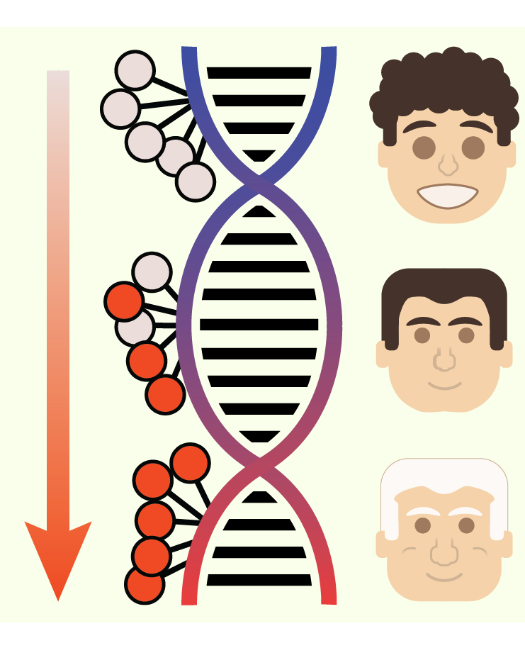 「DNA甲基化時鐘」是透過觀察基因的甲基化情況,評估細胞到底有多「老」,這是一種比實際年齡更準確的老化指標。