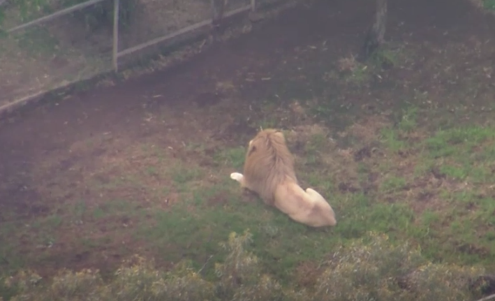 澳洲動物園獅子發狂 50多歲女子手臂遭咬斷