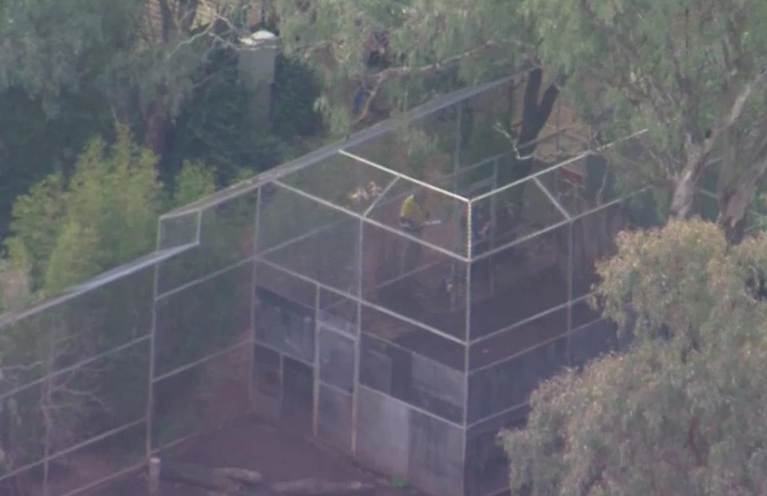 澳洲動物園獅子發狂 50多歲女子手臂遭咬斷