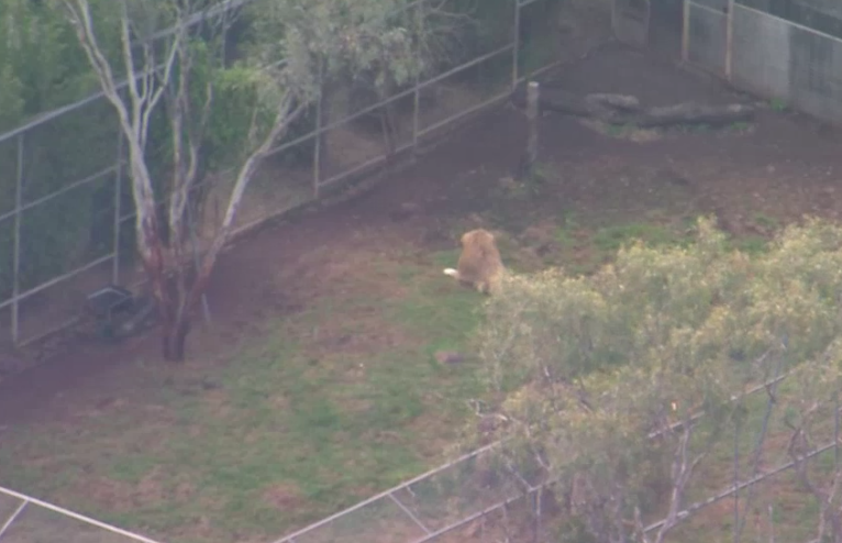 澳洲動物園獅子發狂 50多歲女子手臂遭咬斷