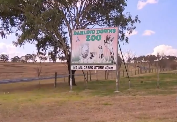 澳洲動物園獅子發狂 50多歲女子手臂遭咬斷