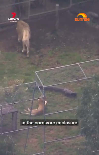 澳洲動物園獅子發狂 50多歲女子手臂遭咬斷