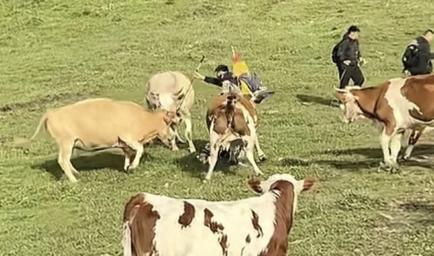 遊客近距離接觸牛群。(新浪微博)