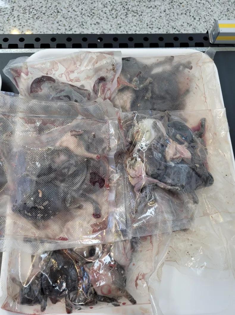 來自南韓旅客帶血淋淋生肉闖關 遭美國檢疫犬揭發