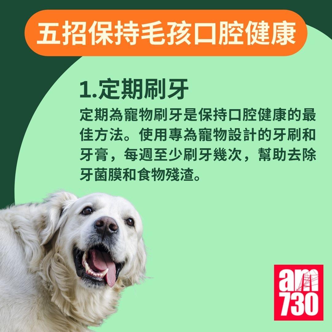 寵物口臭|貓狗口氣難聞? 教你如何保持毛孩口腔健康!