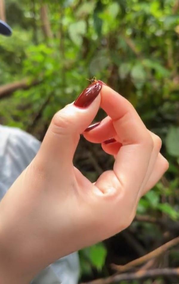 兩指一捉,準備進食。