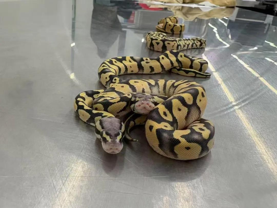 女子福田口岸闖關,胸部藏4條活蟒蛇遭截獲。(內地海關微博截圖)