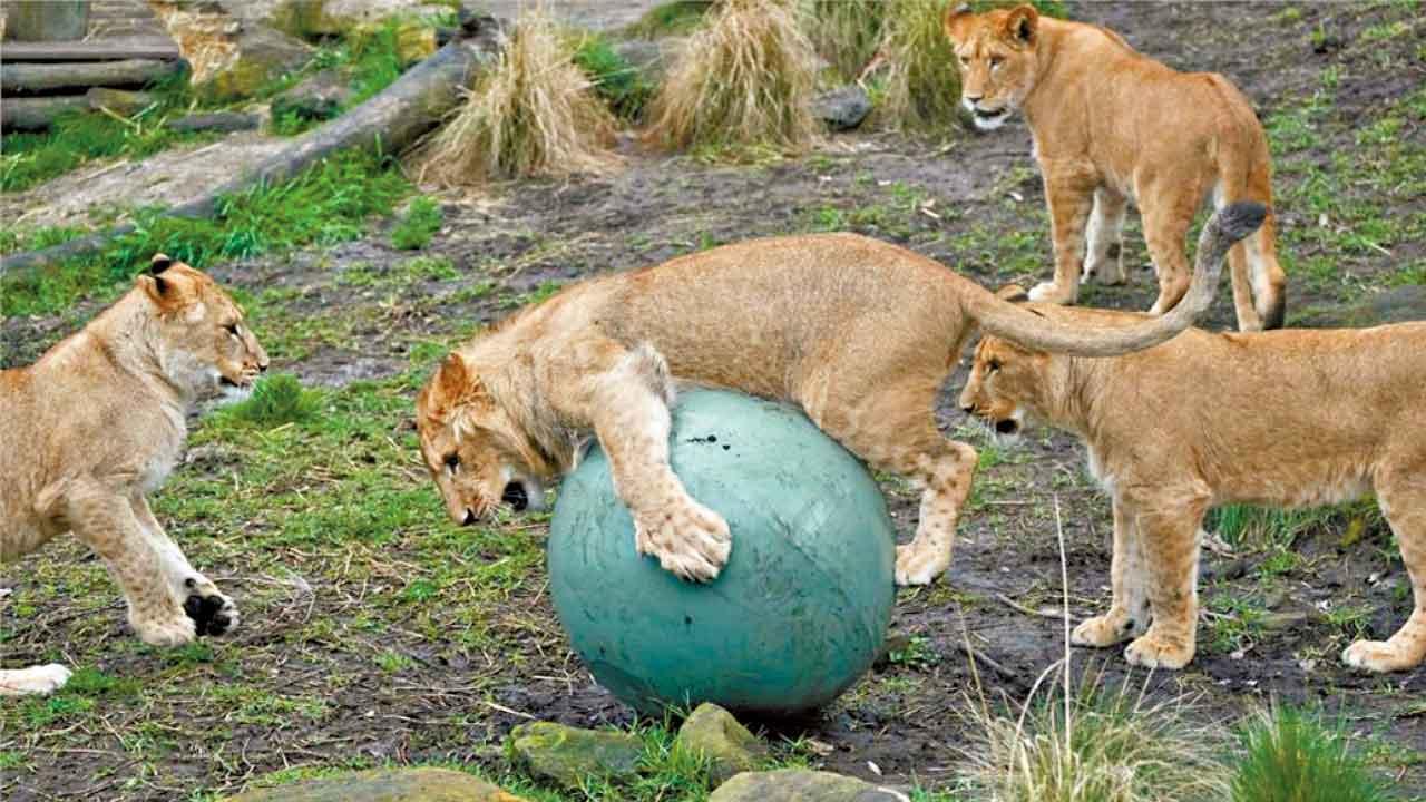 獅子襲擊人