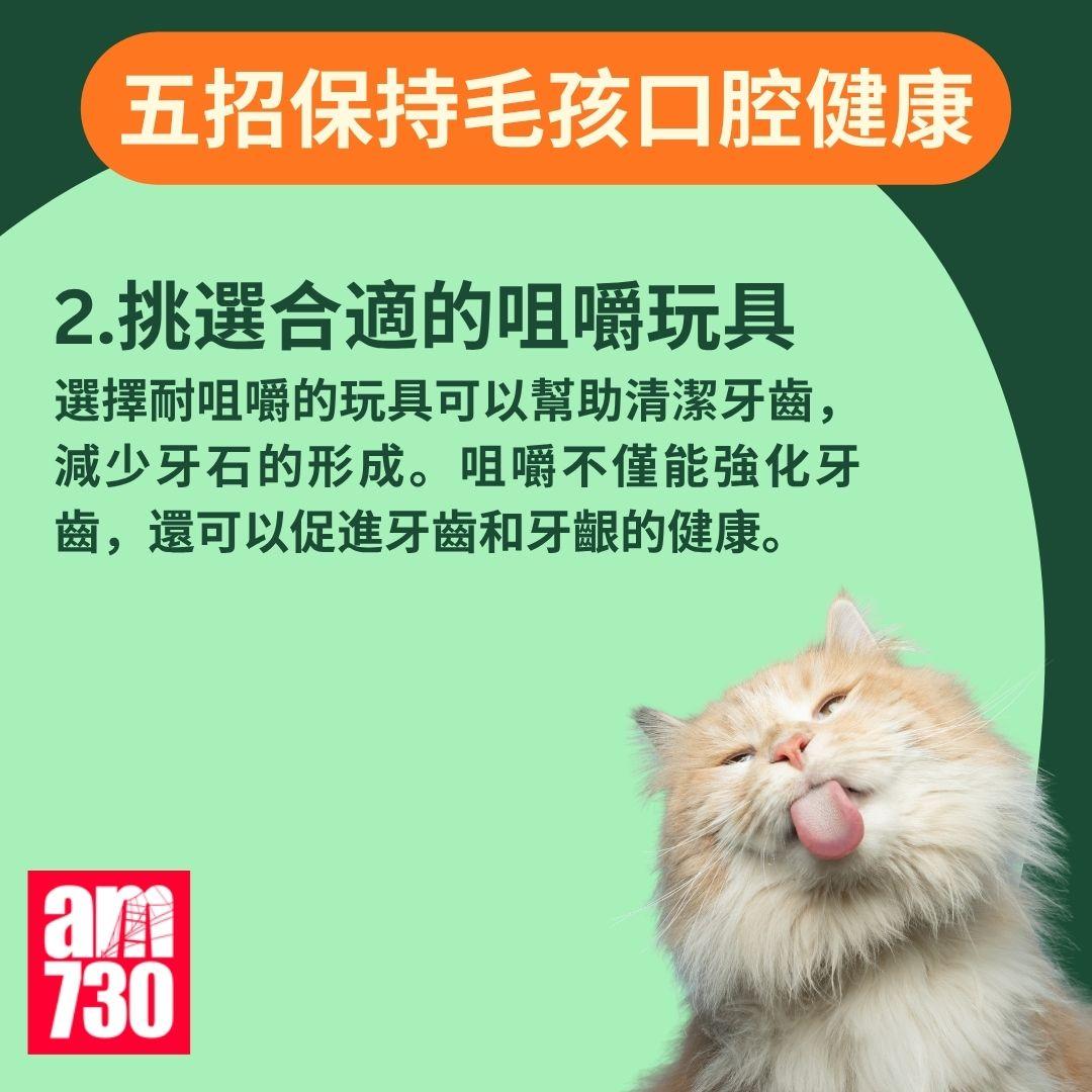 寵物口臭|貓狗口氣難聞? 教你如何保持毛孩口腔健康!