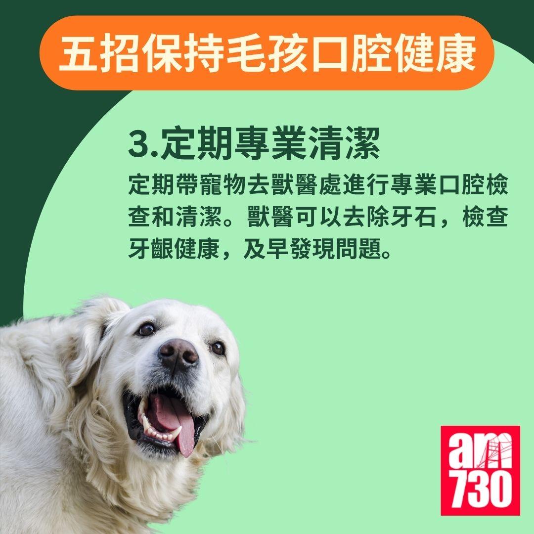 寵物口臭|貓狗口氣難聞? 教你如何保持毛孩口腔健康!