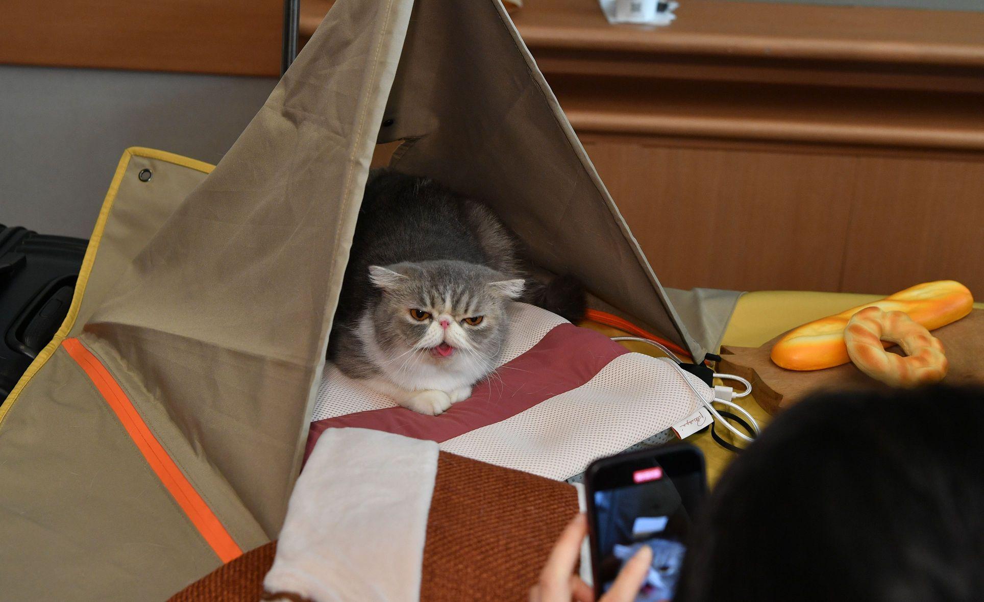 香港貓迷博覽會2025以「古埃及」為主題