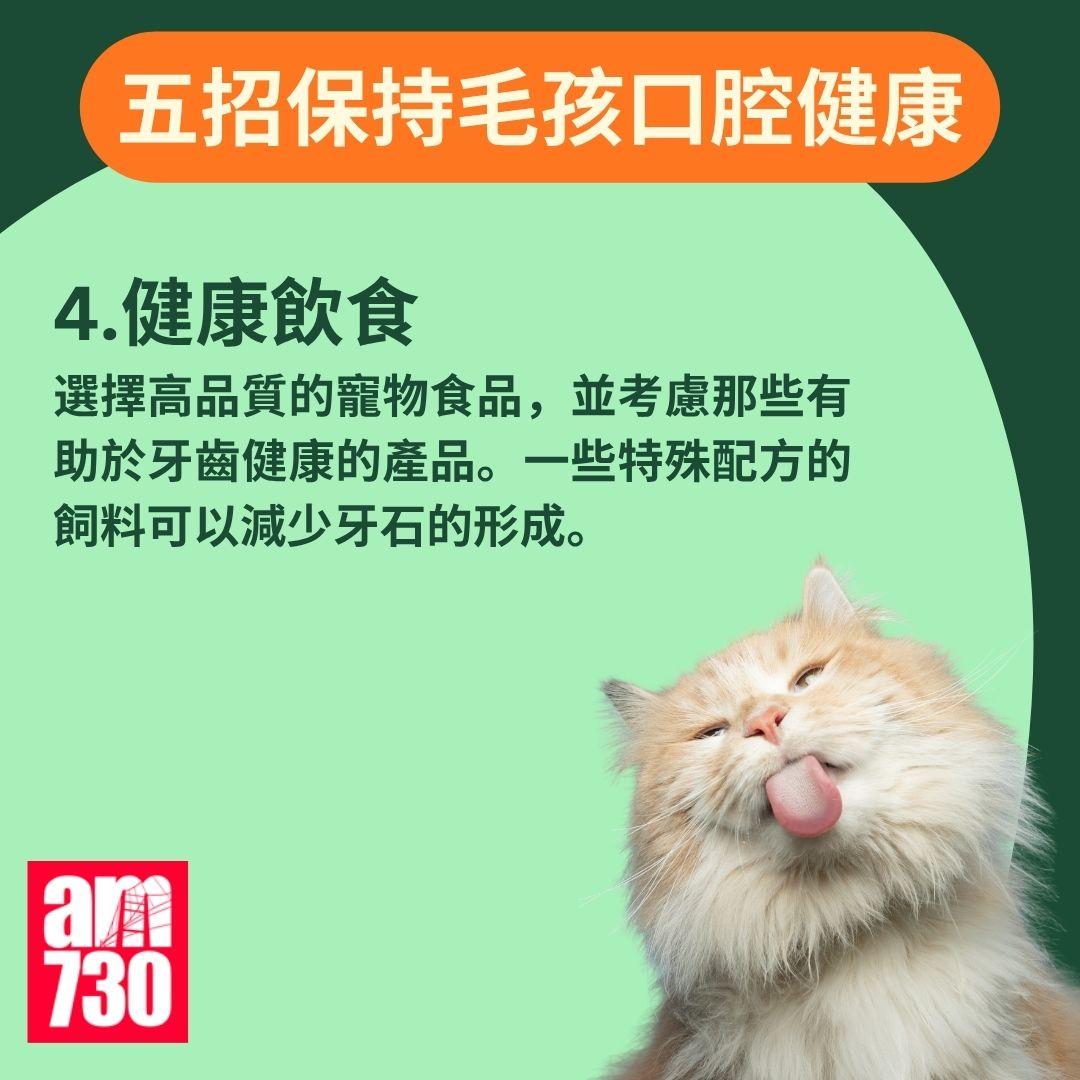 寵物口臭|貓狗口氣難聞? 教你如何保持毛孩口腔健康!