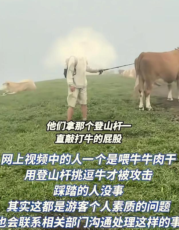 遊客以行山枚打牛的屁股。