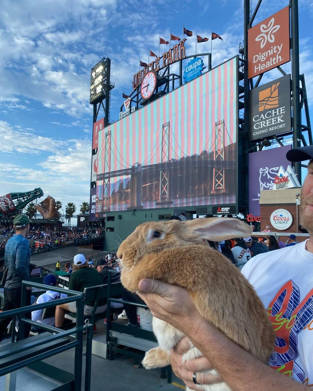 治療兔Alex The Great生前活躍球場。