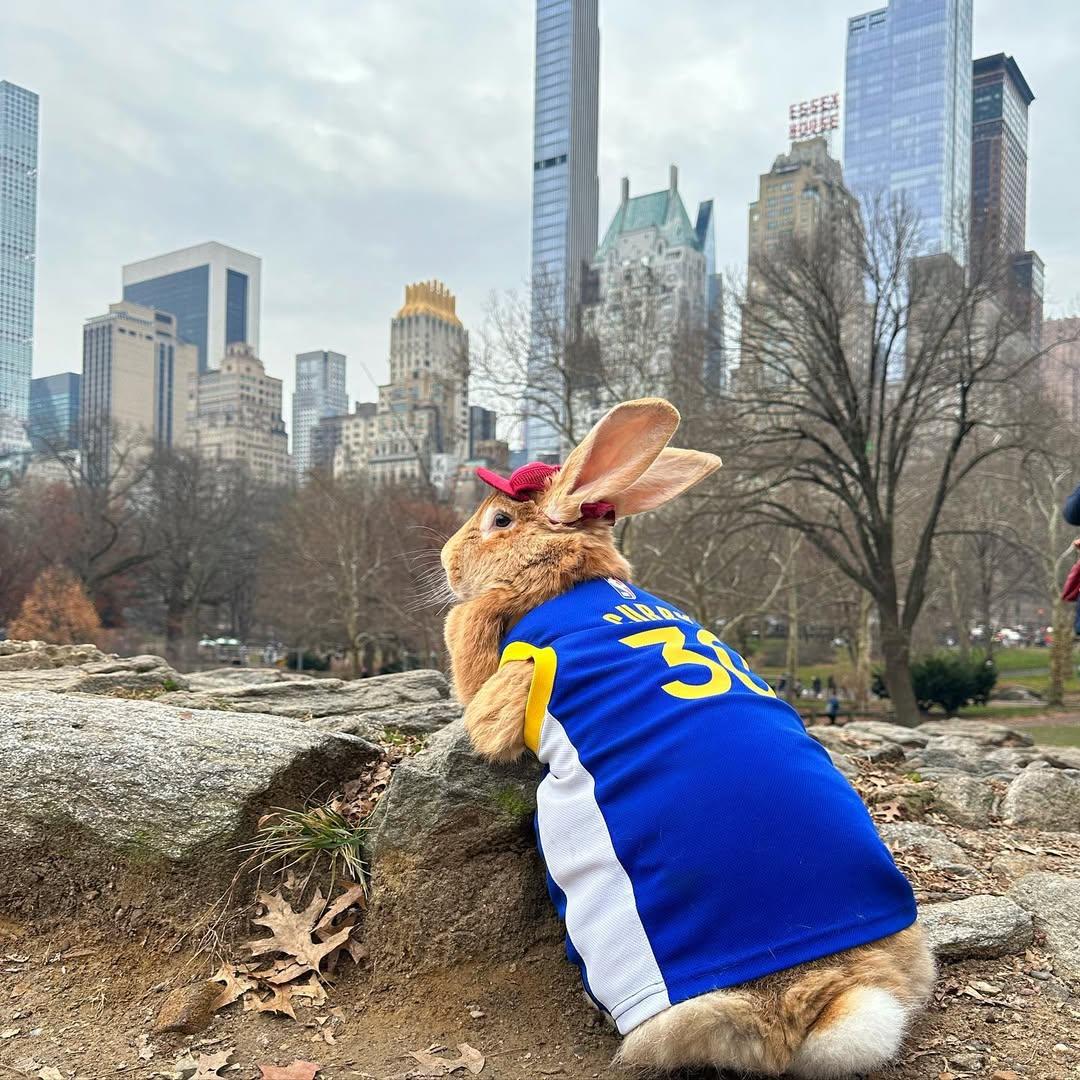 治療兔Alex The Great曾穿起勇士的居里波衫。