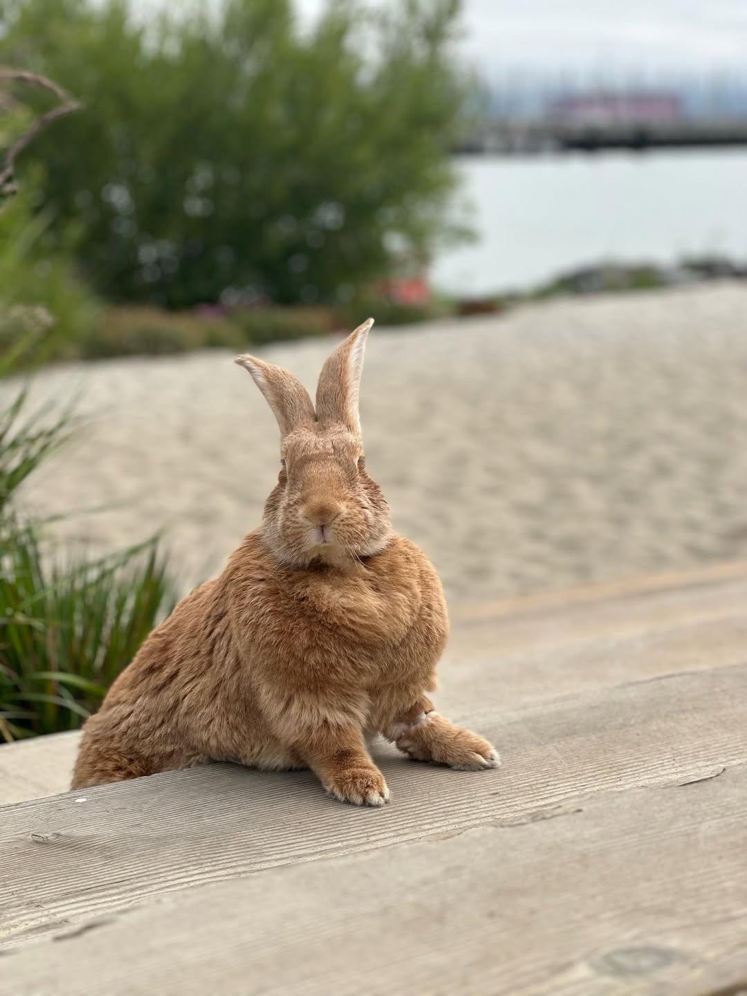 治療兔Alex The Great把愛與歡樂傳遞給人類。