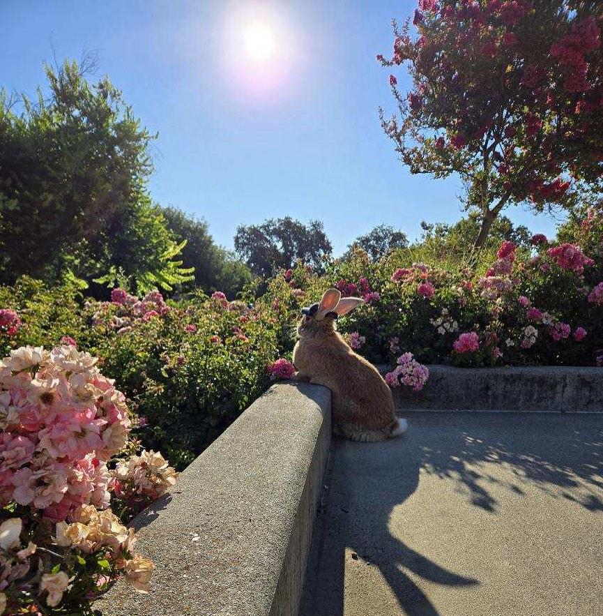 治療兔Alex The Great喜歡坐遙控車。