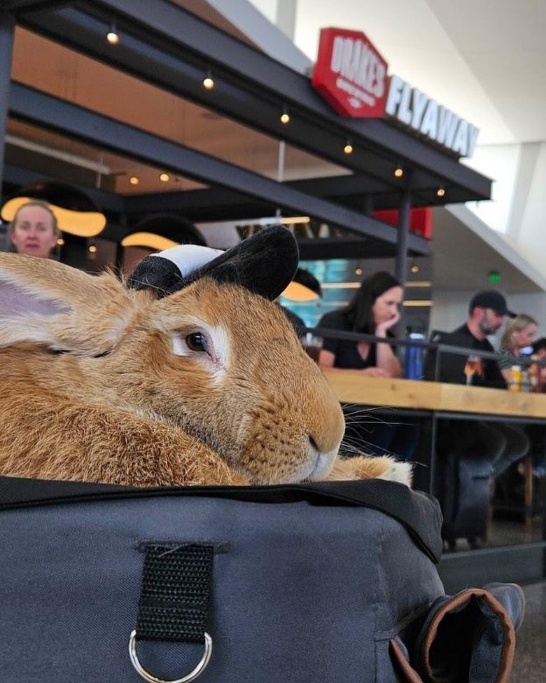 治療兔Alex The Great是一隻垂耳的佛蘭德巨兔。