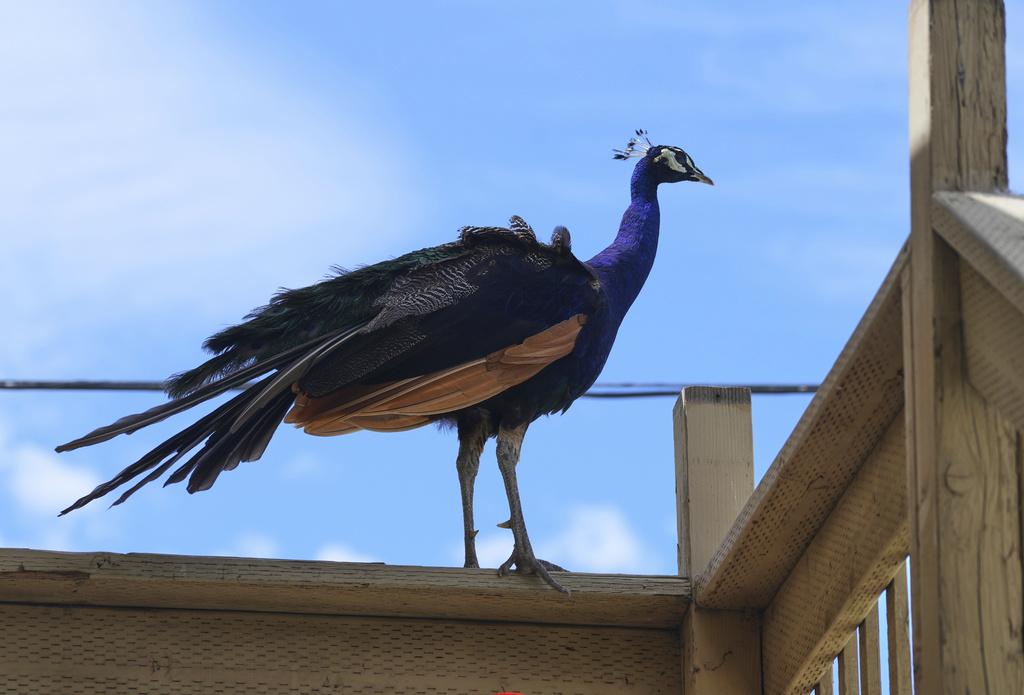 加州萊德酒店以孔雀為藝術創作對象。(美聯社)